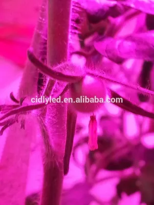 Hydroponic Grow Lights Complete hydroponic system hydroponic grow lights.