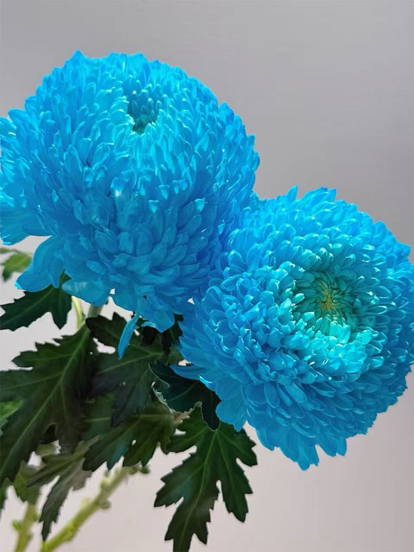 Light Blue Peony Chrysanthemum4
