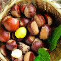 New 100% natural Chinese chestnut natural nut