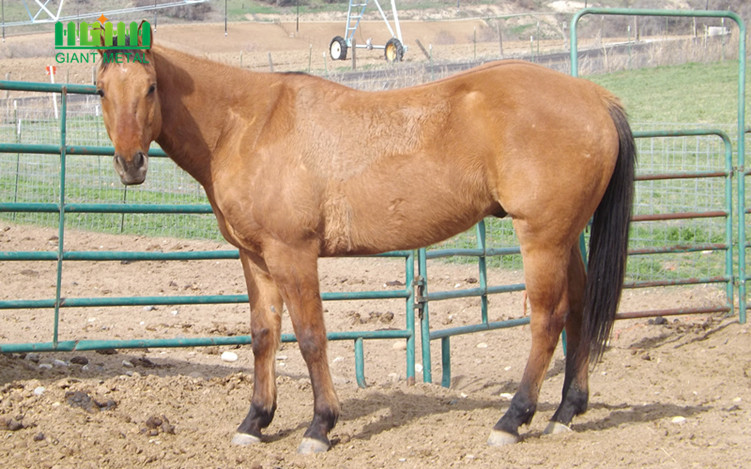 cheap horse fence panels