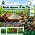 Trichoderma viride Microbial Powder لإدارة التربة والجذور
