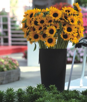 Gardening Ornamental Flower Seeds Sunflower seeds for growing