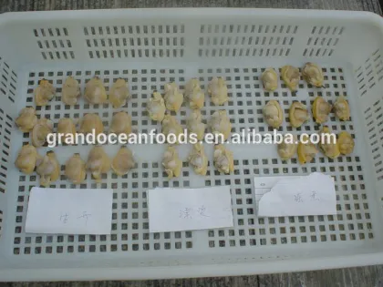 frozen Cooked baby clam meat