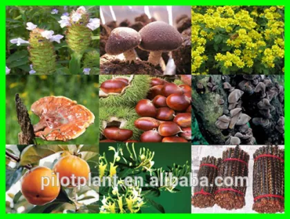 china popular plant essential oil extractor