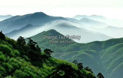 Health foods detox tea organic china lung ching