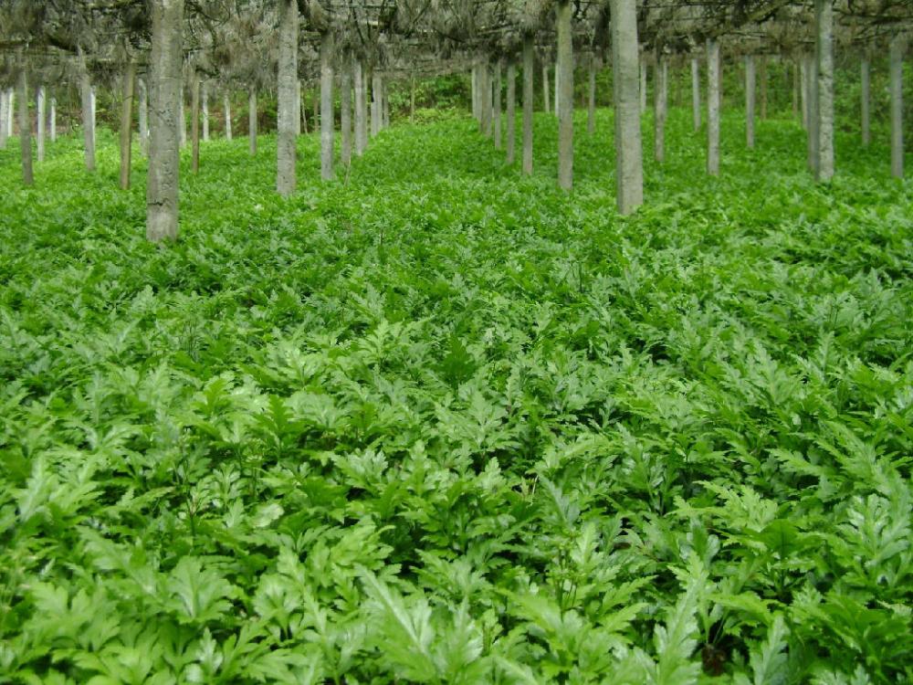 The Traditional Herbal Coptis The Traditional Herbal Coptis