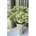 লণ্ঠন স্প্রে সাদা chrysanthemum