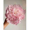 বিলাসবহুল প্রিমিয়াম ডিনার প্লেট Peony ফুল