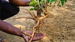 Ashwagandha Extract (5)