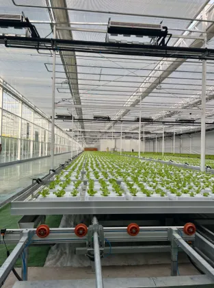 Soilless Cultivation Hydroponics System glass Greenhouse