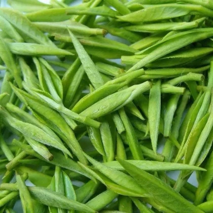 Green Tea Extract Powder