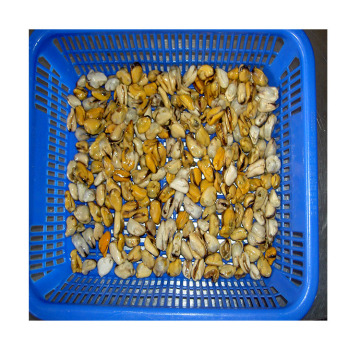 new mussel meat without shell seafood mussel product detail seafood fish frozen mussel meat detail