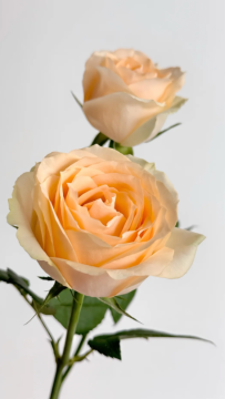 Single Headed Champagne Roses for Gift Bouquets