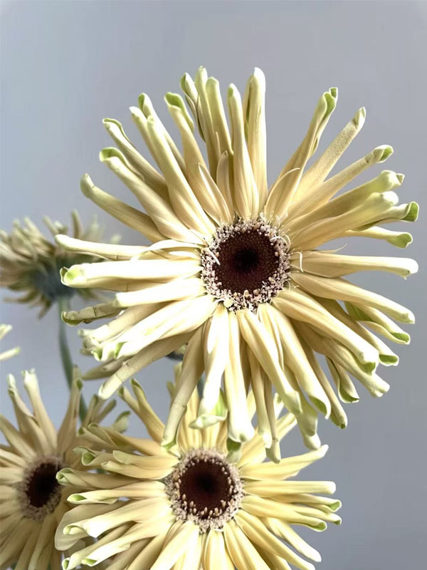Gerbera Sweden2