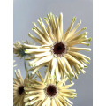 Gerbera সুইডেন স্ট্যান্ডার্ড chrysanthemum