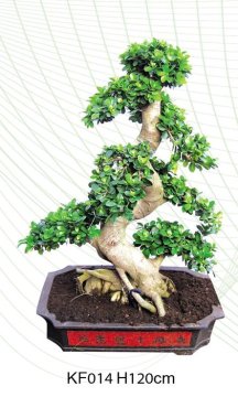 H45cm -120cm potted S-shaped indoor plants Ficus Microcarpa bonsai
