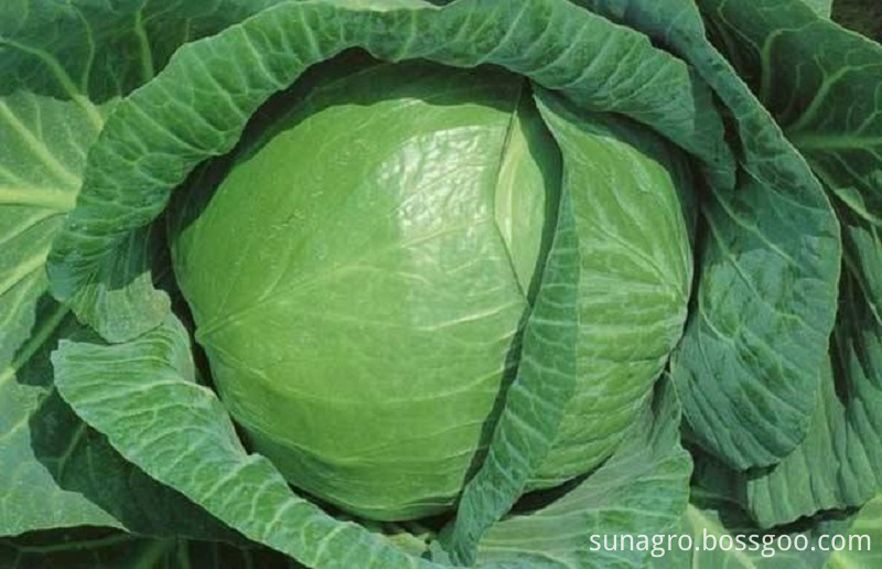 Frozen Packaged Cabbage