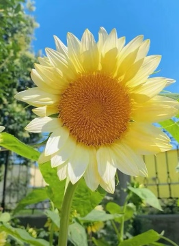 Premium Cream Sunflower Wholesale for Flower Arrangement