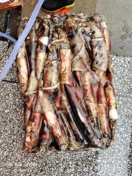 Frozen Squid Sthenoteuthis Oualaniensis 0-100g