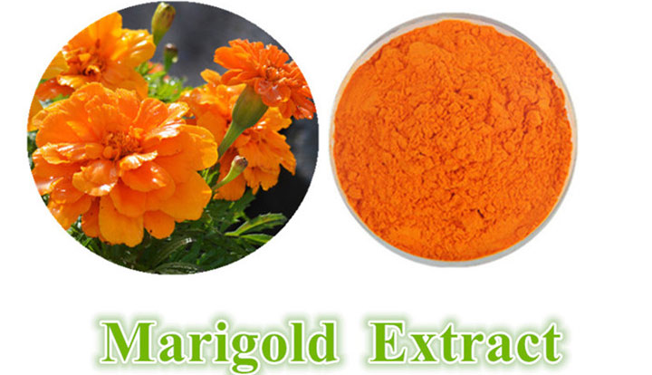 marigold-extract33