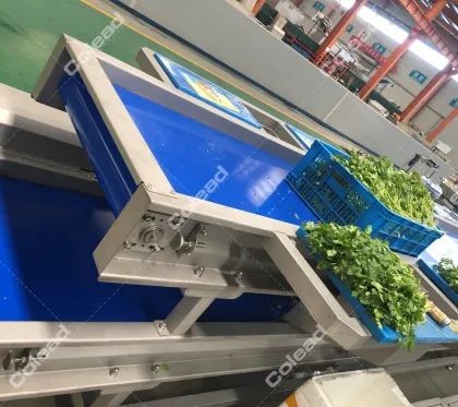 8 station vegetable selection and conveying machine