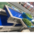 8 station vegetable selection and conveying machine