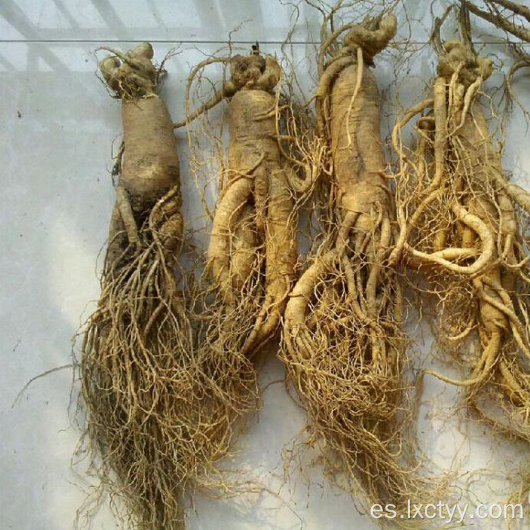 té de raíz de ginseng salvaje