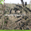 फैक्टरी आपूर्ति फलों प्राकृतिक जंगली काले गोजी जामुन
