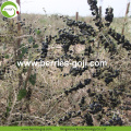 Factory Supply Fruit Natural Wild Black Goji-bessen