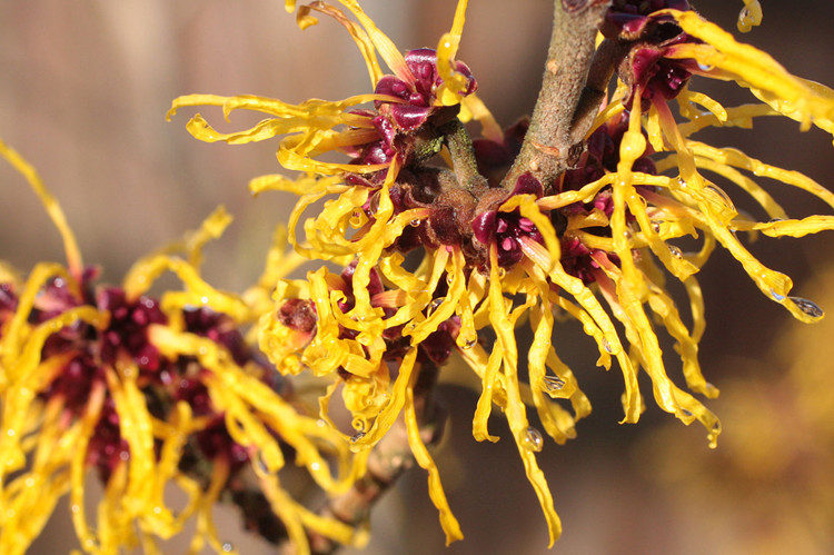 Extracto de hamamelis líquido de grado cosmético Hamamelis Virginiana