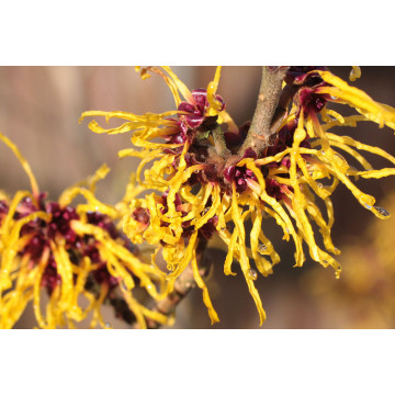 Aceite de hamamelis en stock