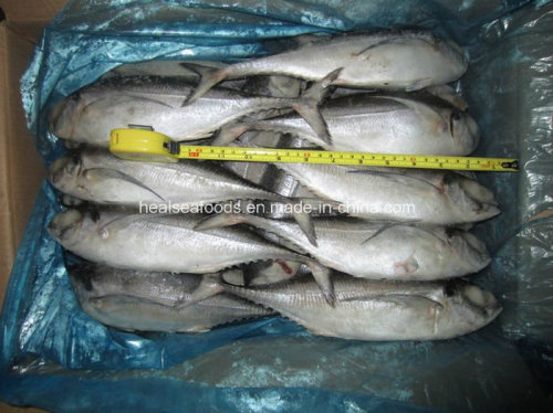 Wholesale China Frozen Hard Tail Scad