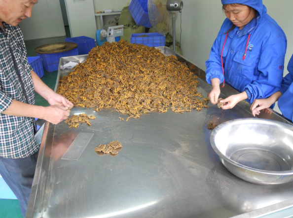 Chinese Herbal Medicines Wholesale Coptis