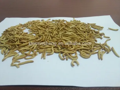 Natural pet food type dried mealworm