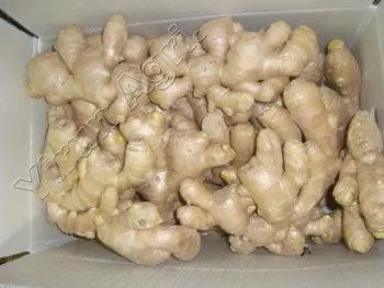 2018 Season Good Quality Fresh Ginger
