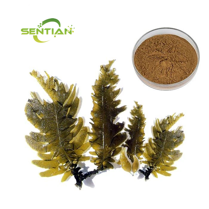 kelp Seaweed Extract kelp Extract