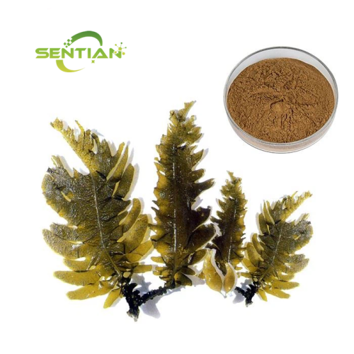 kelp Seaweed Extract kelp Extract