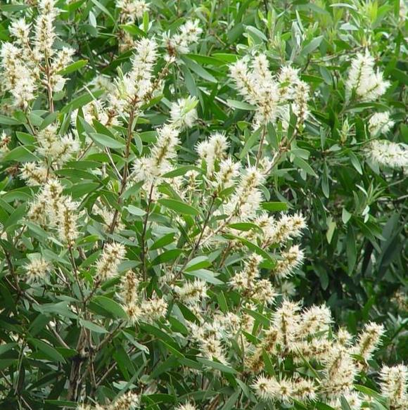 niaouli Melaleuca quinquenervia var. óleo de cineol