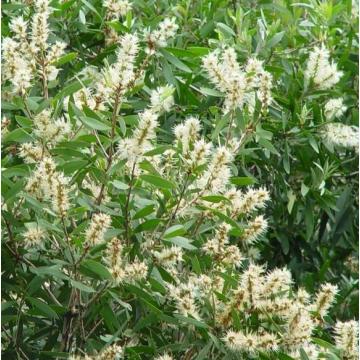 niaouli Melaleuca quinquenerviavar。シネオールオイル