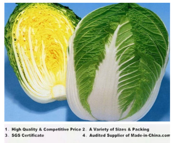 2014 Chinese Cabbage (SGS Certification)