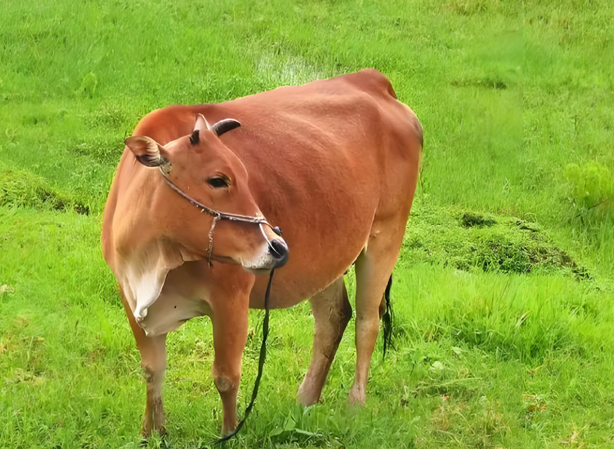veterinary equipment for cattle