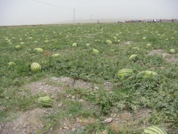 Hybrid good quality red watermelon seeds