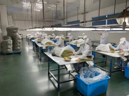 Green Bell pepper Green Color