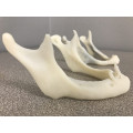 Printing Of Human Body Structure
