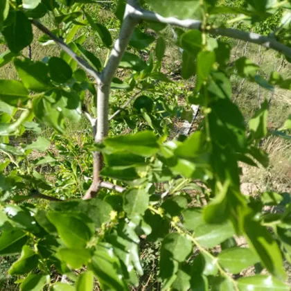 Red Dates from Ningxia zhongning