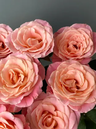 Miss Piggy Rose Single-Headed Flower for Special Occasions