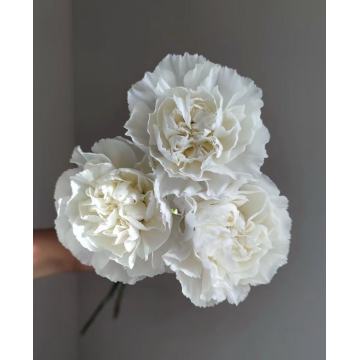 সাদা সঙ্গে একক মাথাযুক্ত কার্নেশন