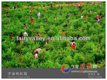 Organic ningxia bulk dried goji berries hot sale