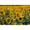 Healthy Bee Miel de tournesol naturel