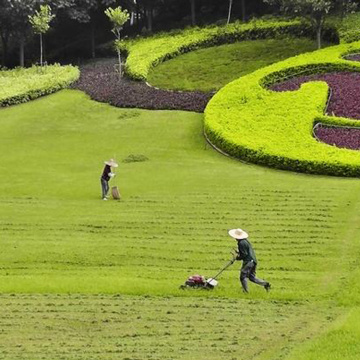 Agroquímico Arroz Herbicida Dicamba 98%